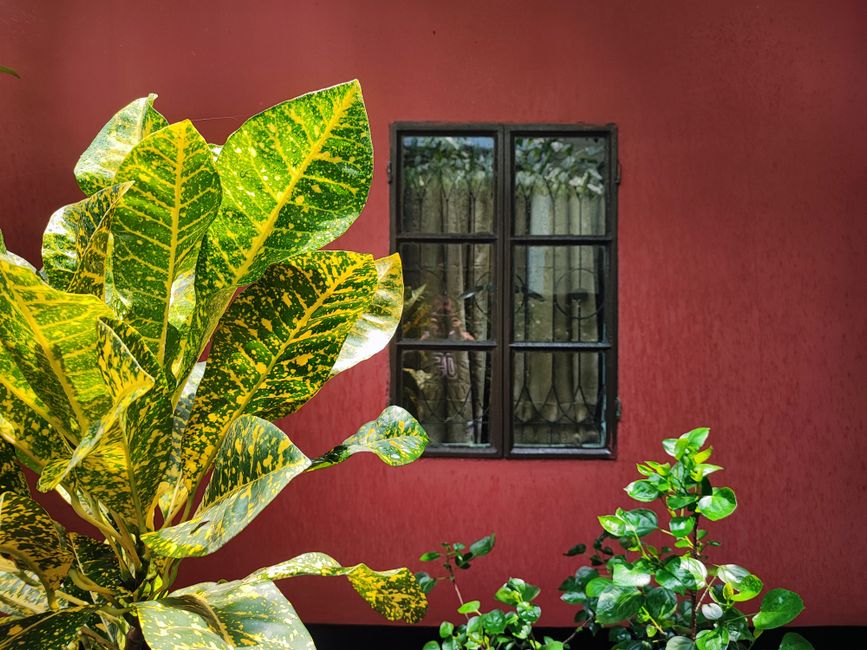 Red painted wall with a window and plants in front.
